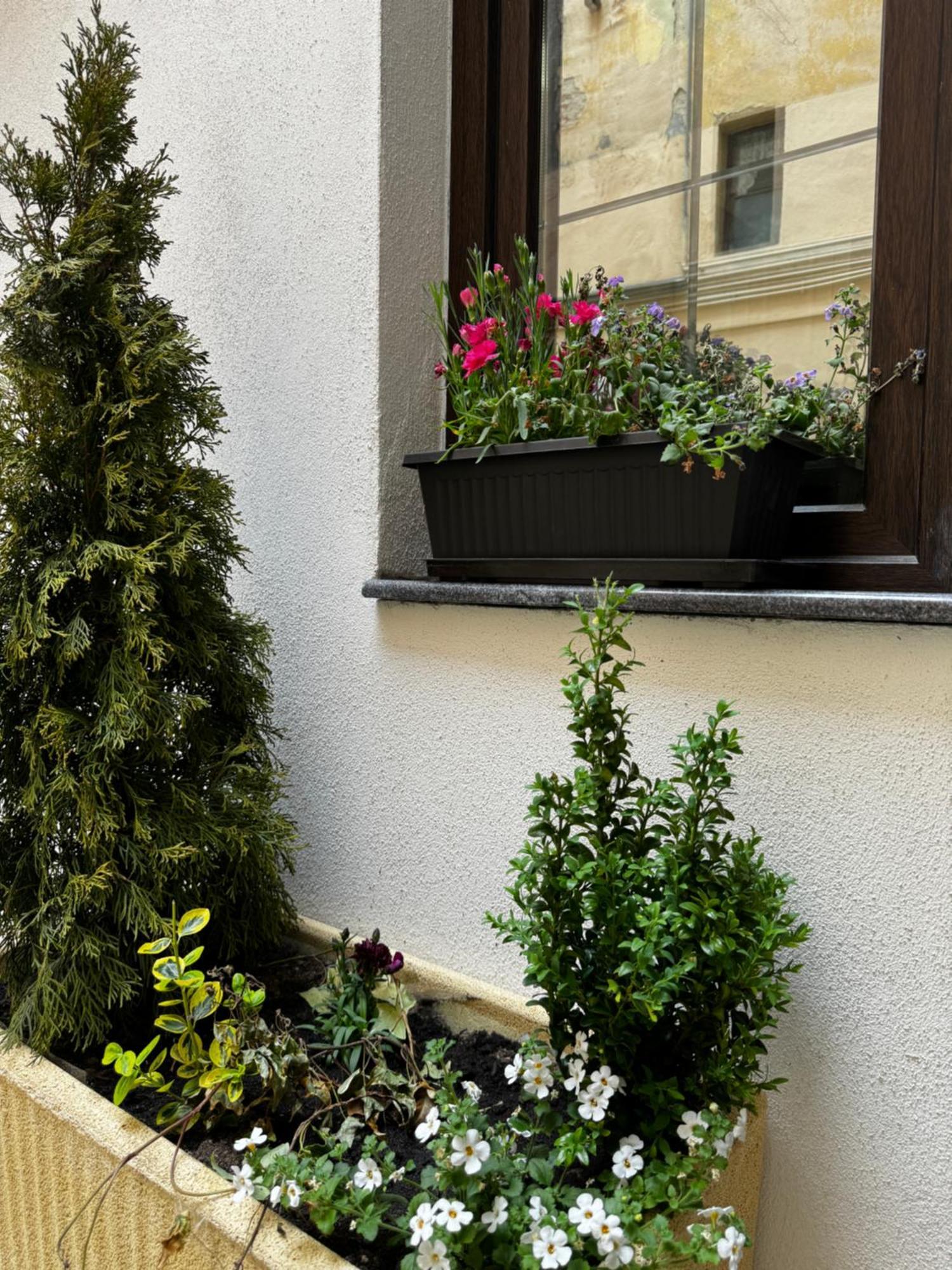 Balcescu Central Residence シビウ 部屋 写真